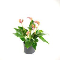 Flamingo plant Anthurium 'Joli Pink' Pink incl. decorative pot