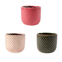 3x Caladium - Mix pink incl. 3 decorative pots
