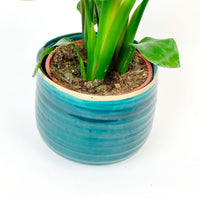 Bird of paradise plant Strelitzia nicolai incl. decorative turquoise pot