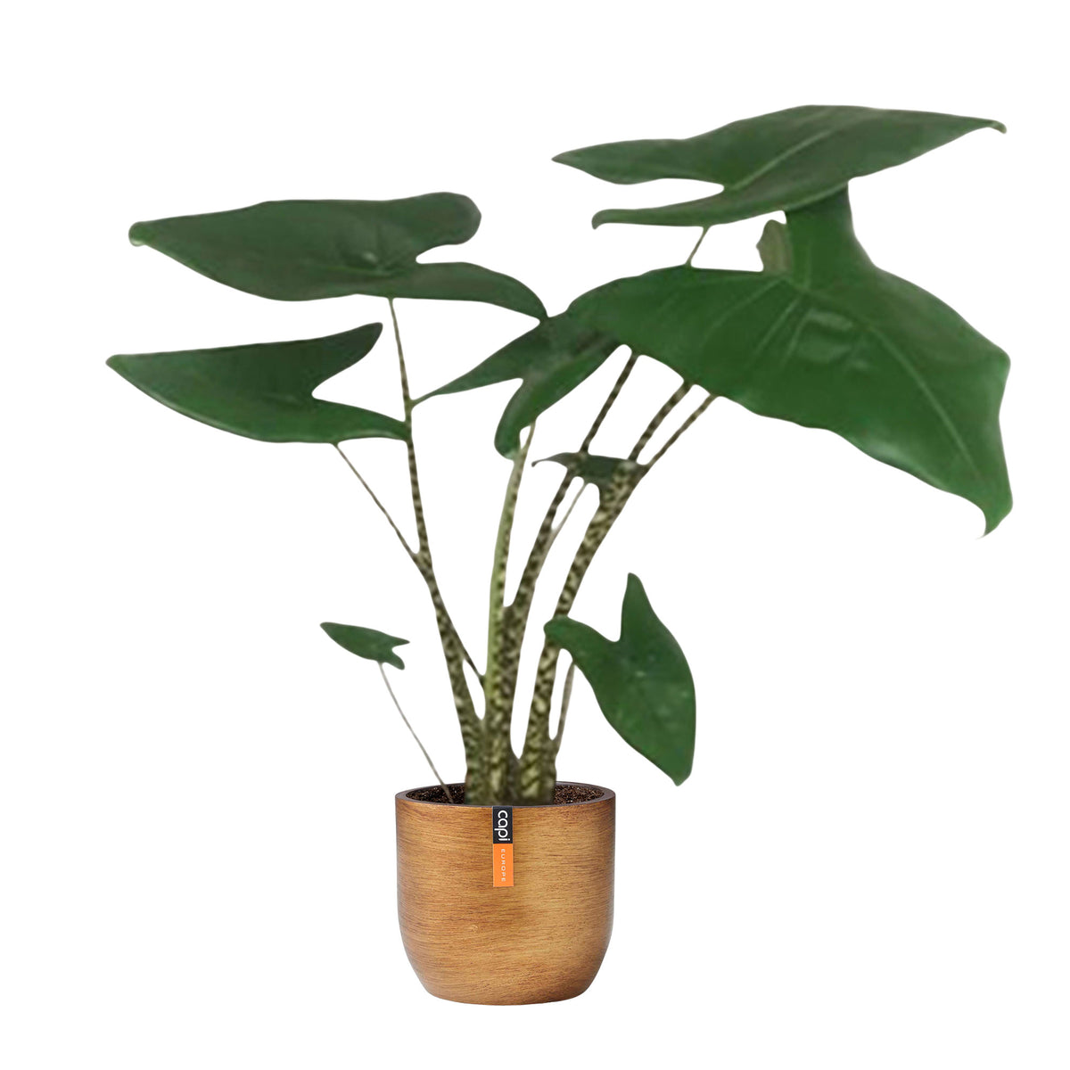 Elephant's ear Alocasia zebrina with decorative gold pot