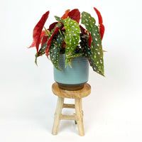 Spotted begonia Begonia maculata with decorative blue pot and wooden stool