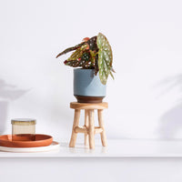 Spotted begonia Begonia maculata with decorative blue pot and wooden stool