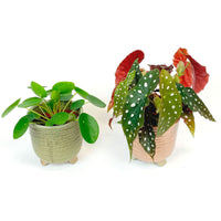 1x Spotted begonia Begonia + 1x Chinese money plant Pilea with 2x decorative pots