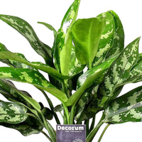 Chinese evergreen Aglaonema 'Maria' incl. decorative pot