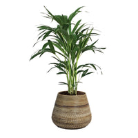 Indoor palm Howea forsteriana XL with natural-coloured wicker basket