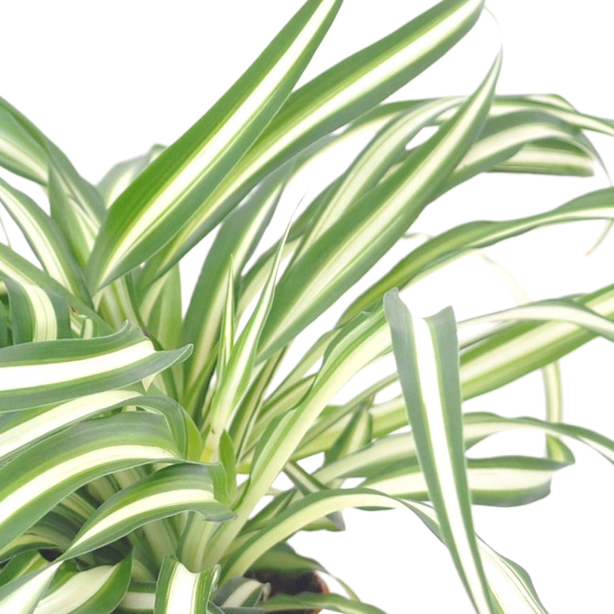 Spider plant Chlorophytum 'Atlantic' incl. decorative pot and stool