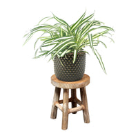Spider plant Chlorophytum 'Atlantic' incl. decorative pot and stool
