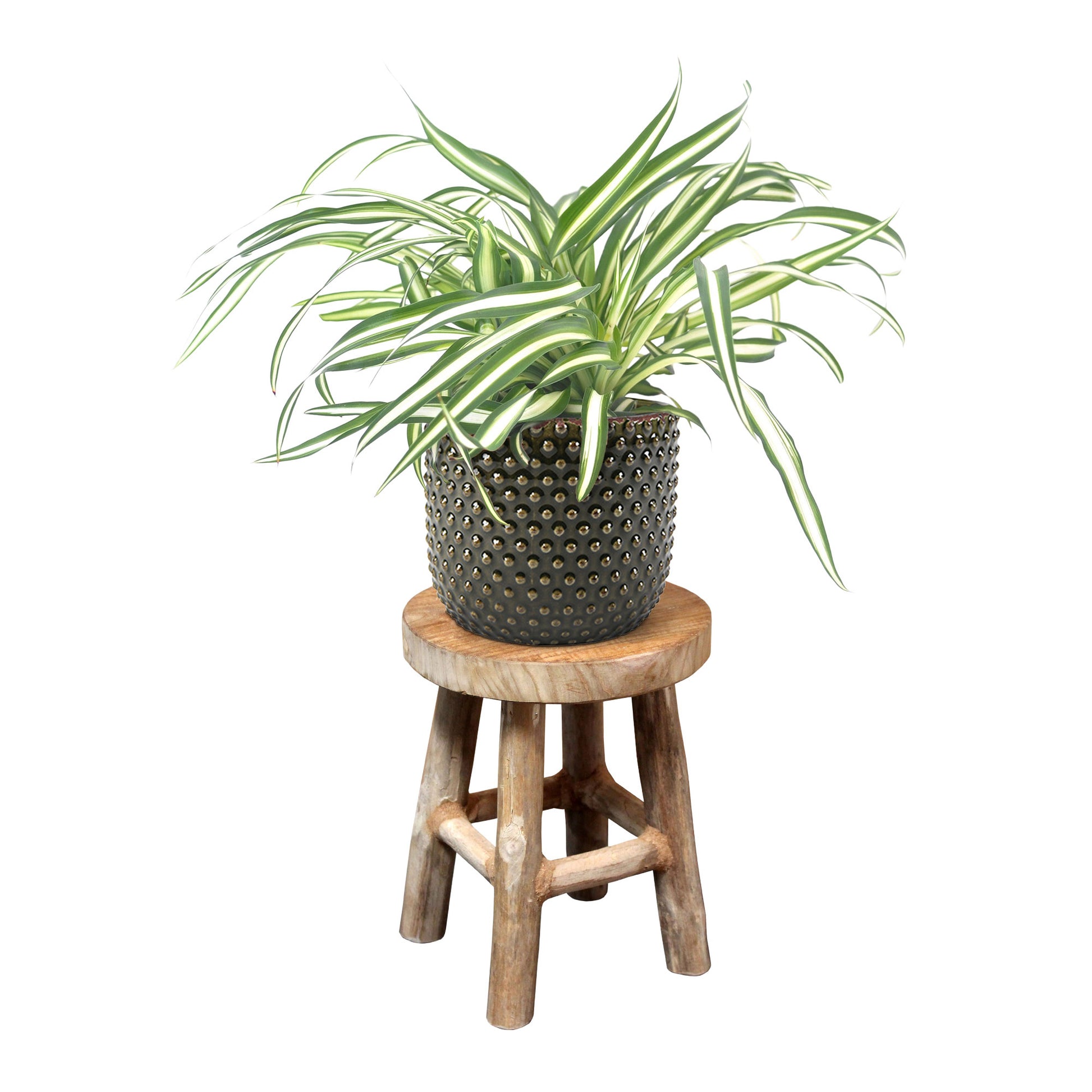 atlantic spider plant Spider plant Chlorophytum 'Atlantic' incl. decorative pot and stool