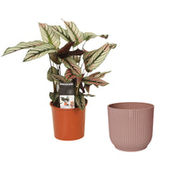 Shadow plant Calathea 'White Star' green-white-pink Incl. decorative pot pink
