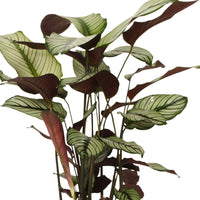 Shadow plant Calathea 'White Star' green-white-pink Inc. decorative pot