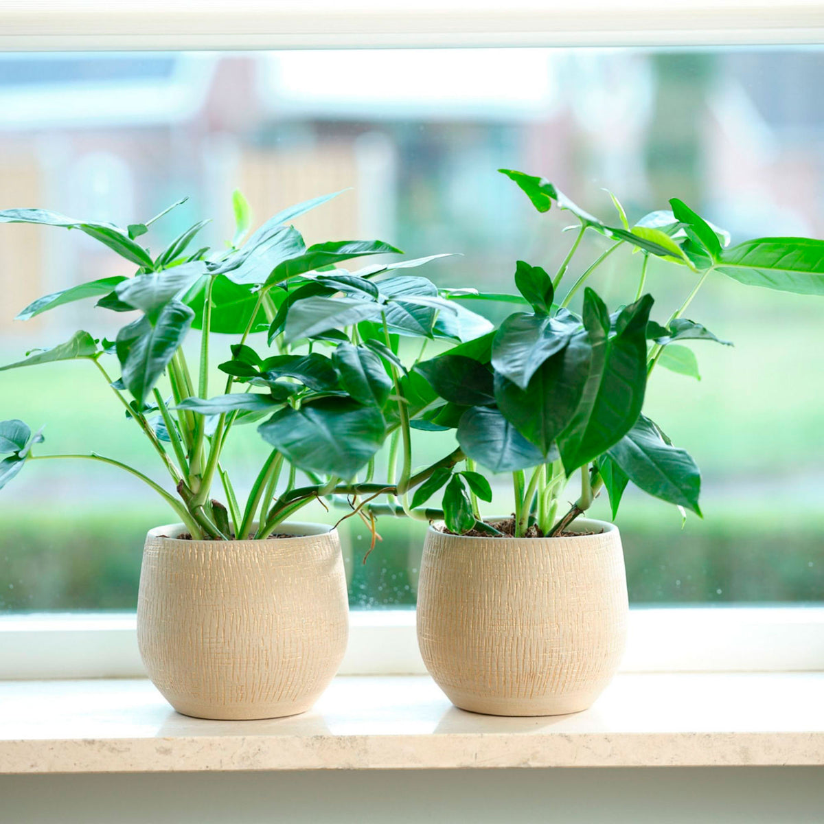 TS Decorative pot Ryan cream