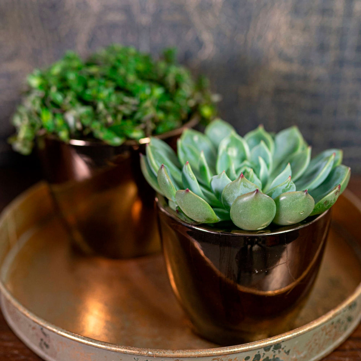 TS Sven gold decorative pot