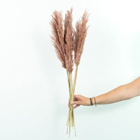 Dried flower plumes pink