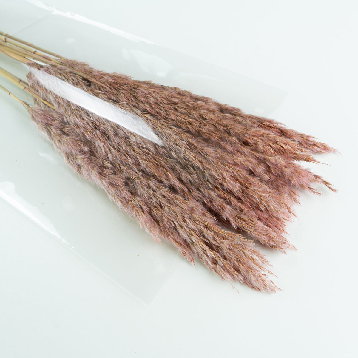Dried flower plumes pink