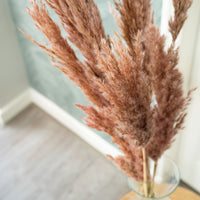 Dried flower plumes pink