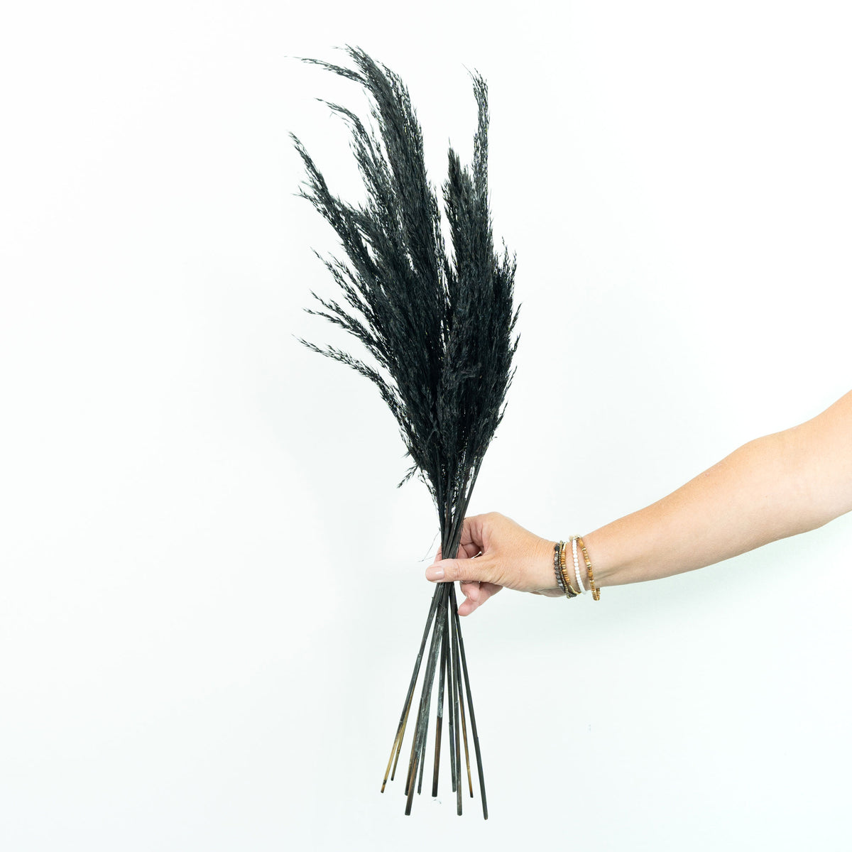 Dried flower plumes black