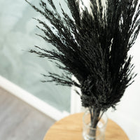 Dried flower plumes black