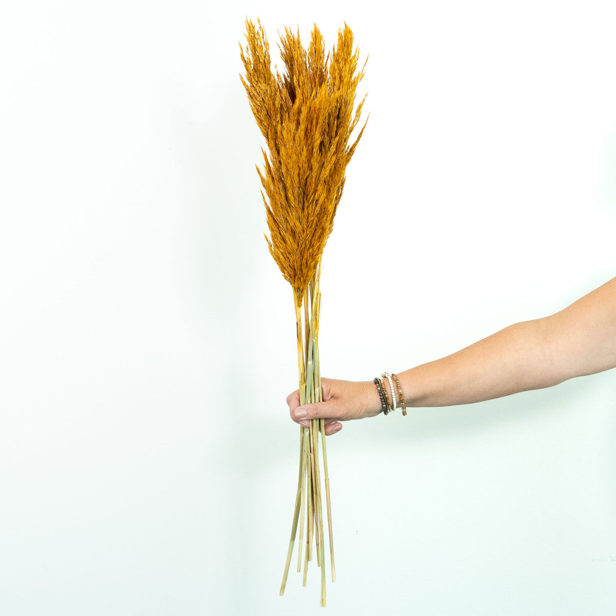 Dried flower plumes yellow