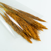 Dried flower plumes yellow