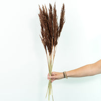 Dried flower plumes brown