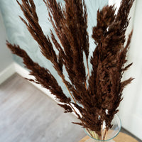 Dried flower plumes brown