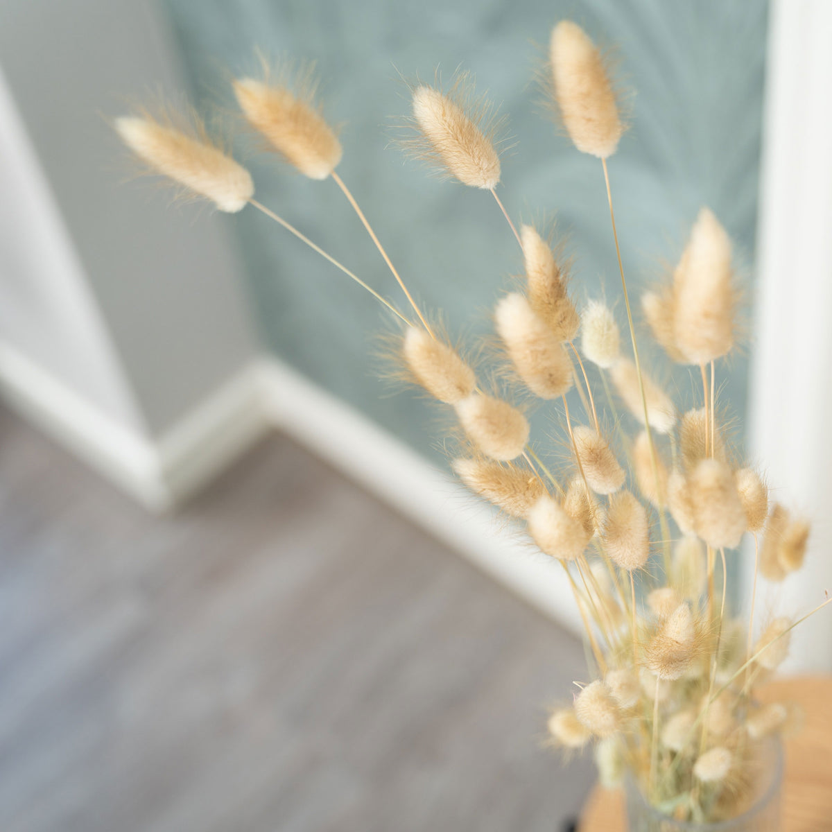 Dried flower Lagurus cream