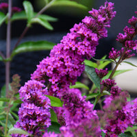 Butterfly bush Buddleja 'Free Petite Tutti Frutti' pink