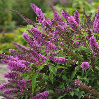Butterfly bush Buddleja 'Free Petite Tutti Frutti' pink