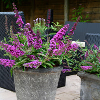 Butterfly bush Buddleja 'Free Petite Tutti Frutti' pink