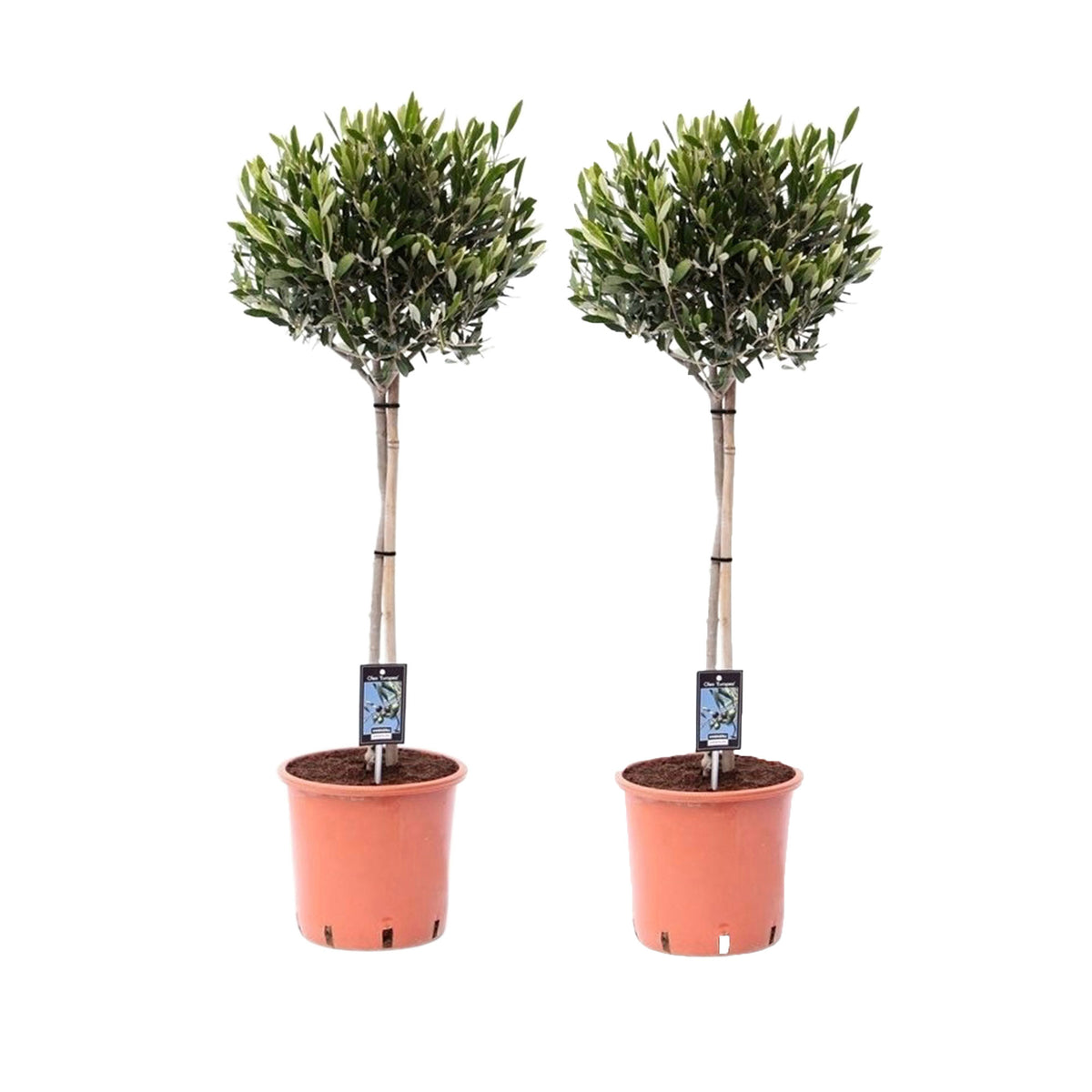 Olive tree Olea europeana  on stem 70–75 cm