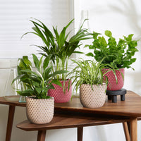 4x Air-purifying plants - Mix 'Gezond Groen' Incl. decorative pots