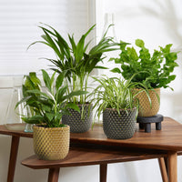 4x Air-purifying plants - Mix 'Frisse Lucht' Incl. decorative pots