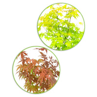 2x Japanese maple Acer 'Atropurpureum' + 'Orange Dream' red-orange-green