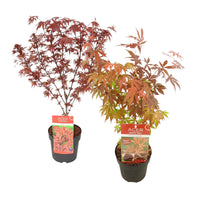 2x Japanese maple Acer 'Atropurpureum' + 'Shaina' red - Hardy plant