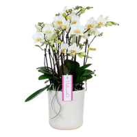 Butterfly Orchid Phalaenopsis 'Bellisimo Bella' White incl. decorative pot