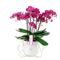 Butterfly Orchid Phalaenopsis 'Bellissimo Amore' Purple incl. decorative pot