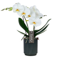Butterfly Orchid Phalaenopsis 'Tablo Champagne' White incl. decorative pot