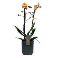 Butterfly Orchid Phalaenopsis 'Las Vegas' Orange incl. decorative pot