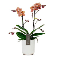 Butterfly Orchid Phalaenopsis 'Monaco' Orange incl. decorative pot