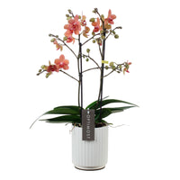Butterfly Orchid Phalaenopsis 'Optimost Sunset Love' Orange incl. decorative pot