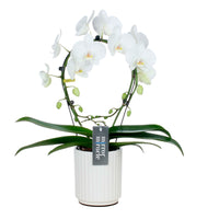 Butterfly Orchid Phalaenopsis 'Mirror Miracle Aurora' White incl. decorative pot