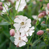 Bladder campion Silene vulgaris white Organic — Hardy plant