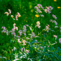 Bladder campion Silene vulgaris white Organic — Hardy plant