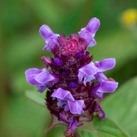 Common self-heal Prunella vulgaris Organic — Hardy plant Blue