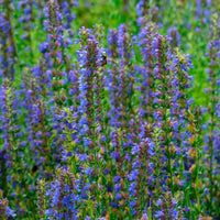 Hyssop Hyssopus officinalis Organic blue  — Hardy plant