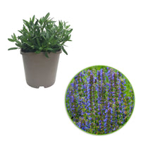 Hyssop Hyssopus officinalis Organic blue  — Hardy plant