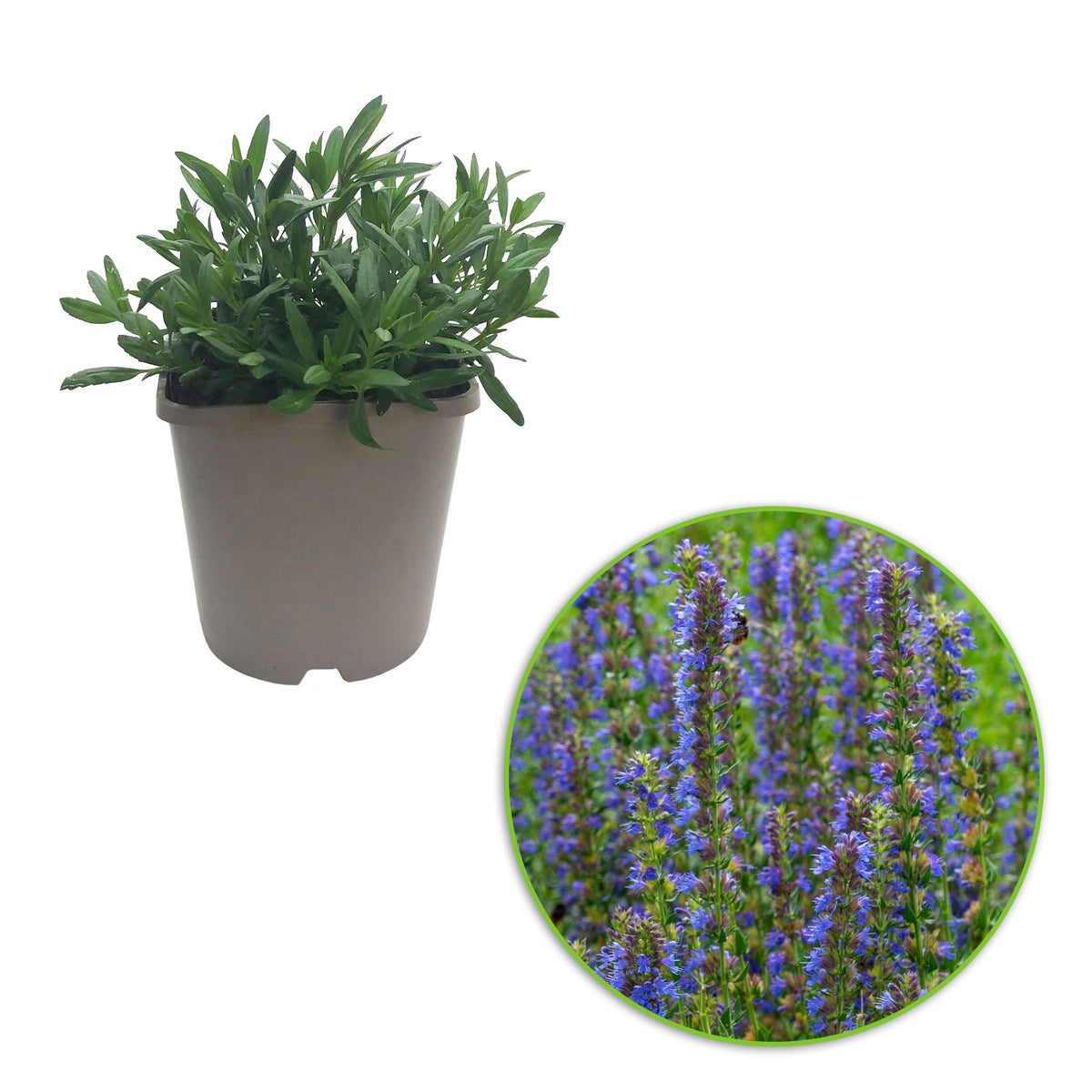 Hyssop Hyssopus officinalis Organic blue  — Hardy plant