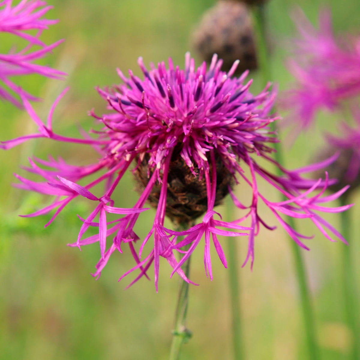 Cornflower Centaurea scabiosa purple Organic — Hardy plant