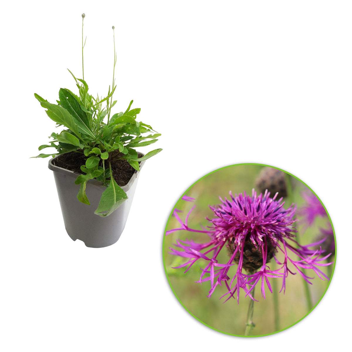 Cornflower Centaurea scabiosa purple Organic — Hardy plant