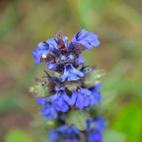 Meadow clary Salvia pratensis blue Organic — Hardy plant